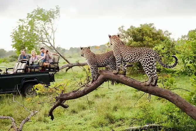 Leopard Safari
