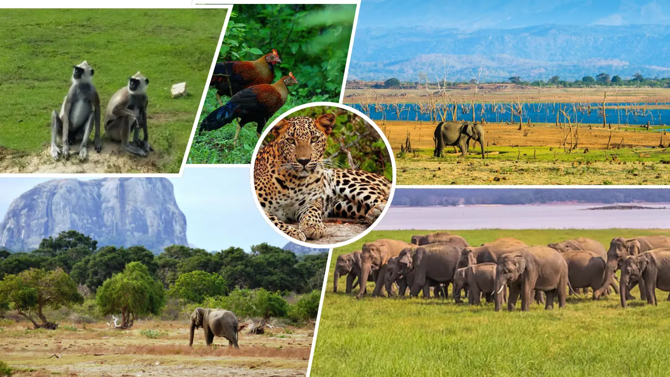 Yala National Park Landscape